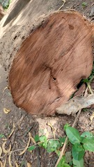 Chloroleucon tenuiflorum