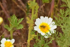 Tetropismenus hirtus