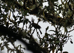 Mecocerculus leucophrys rufomarginatus