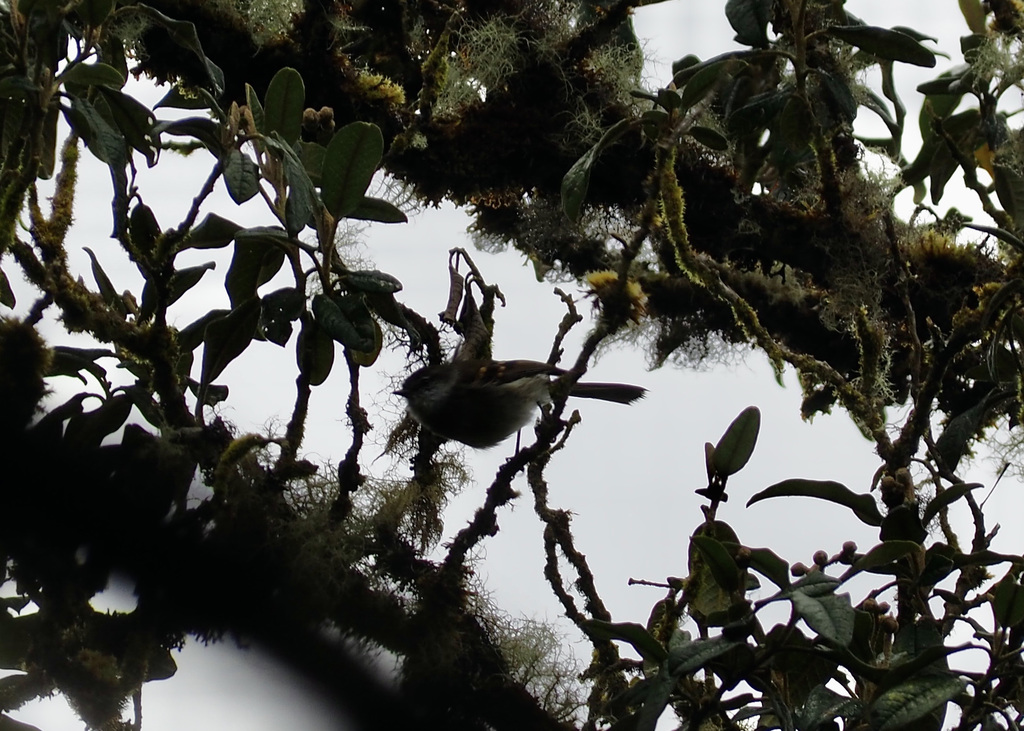 Mecocerculus leucophrys leucophrys