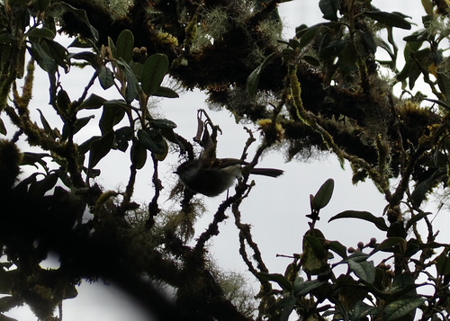 White-throated Tyrannulet