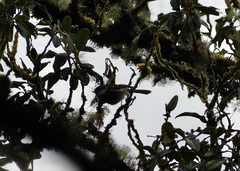 Mecocerculus leucophrys rufomarginatus