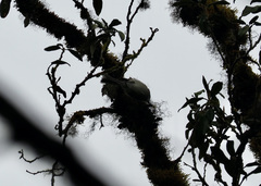 Mecocerculus leucophrys rufomarginatus