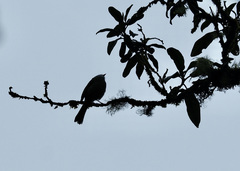 Mecocerculus leucophrys rufomarginatus