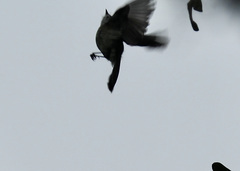 Mecocerculus leucophrys rufomarginatus
