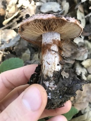 Cortinarius
