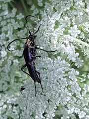 Cerambycidae