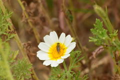 Tetropismenus hirtus