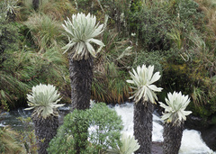 Espeletia pycnophylla