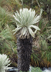 Espeletia pycnophylla