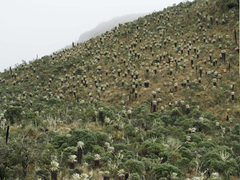 Espeletia pycnophylla