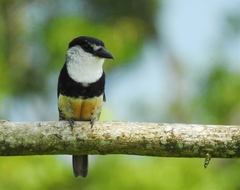 Notharchus swainsoni