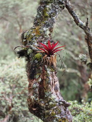 Tillandsia complanata
