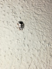 Acrocyum dorsalis