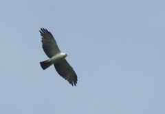 Spizaetus melanoleucus