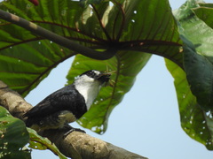 Notharchus swainsoni