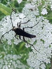 Cerambycidae