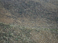 Espeletia pycnophylla