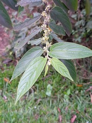 Trema micrantha