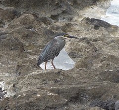 Butorides striata rhizophorae