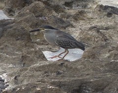 Butorides striata rhizophorae