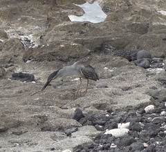 Butorides striata rhizophorae