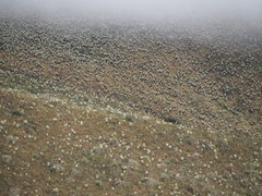 Espeletia pycnophylla