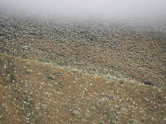 Espeletia pycnophylla