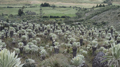 Espeletia pycnophylla