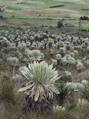 Espeletia pycnophylla