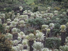 Espeletia pycnophylla