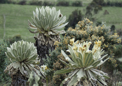 Espeletia pycnophylla