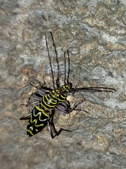 Megacyllene acuta