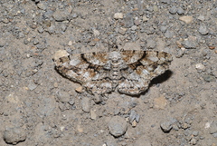 Peribatodes umbraria