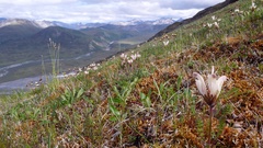 Pedicularis capitata