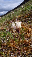 Pedicularis capitata