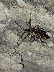 Megacyllene acuta