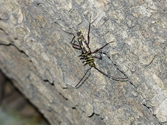 Megacyllene acuta