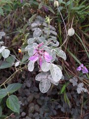 Dioclea sericea