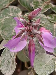 Dioclea sericea