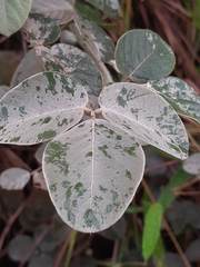 Dioclea sericea