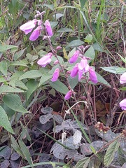 Dioclea sericea