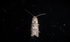 Leptocroca asphaltis