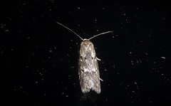 Leptocroca asphaltis