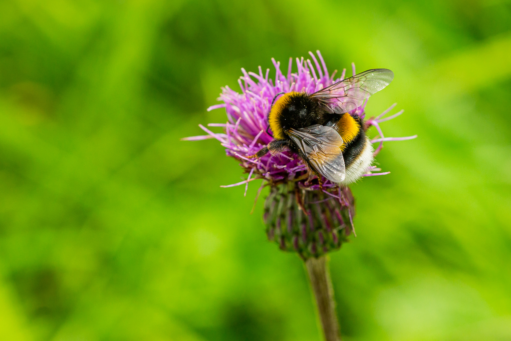 Bombus from 149 00 Praha-Újezd, Česko on August 07, 2021 at 03:22 PM by ...