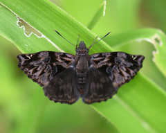 Noctuana haematospila