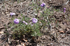 Glandularia latilobata
