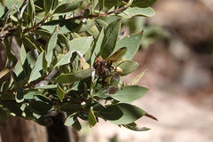 Mischocyttarus navajo