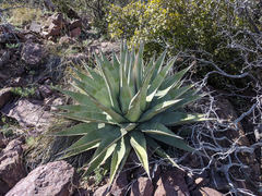 Agave chrysantha