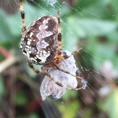Araneus diadematus